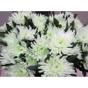 Chr G Topspin G Sweet Groen