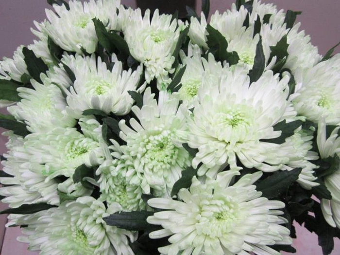 <h4>Chr G Topspin G Sweet Groen</h4>