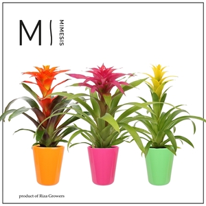 Mimesis Guzmania Cupcake - 13 cm in Florence