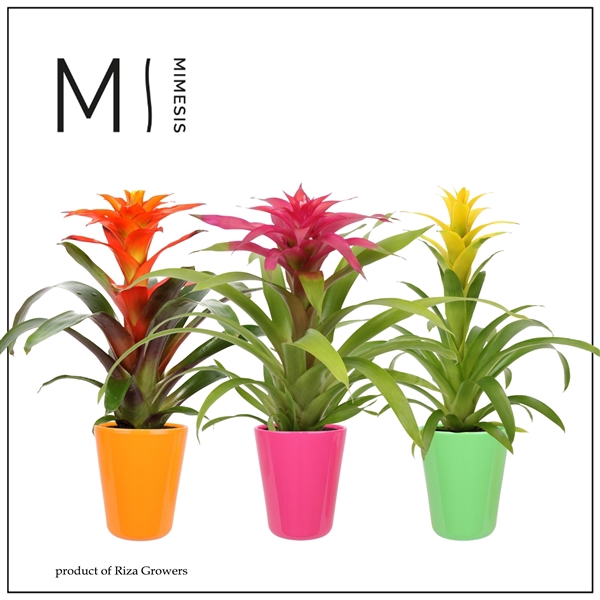 <h4>Guzmania Cupcake - 13cm in Florence | Mimesis</h4>