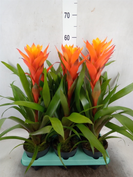 <h4>Guzmania  'Variada'</h4>