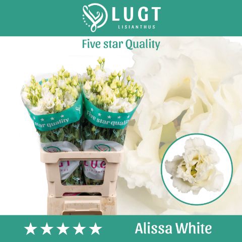 <h4>Eus G Alissa White</h4>