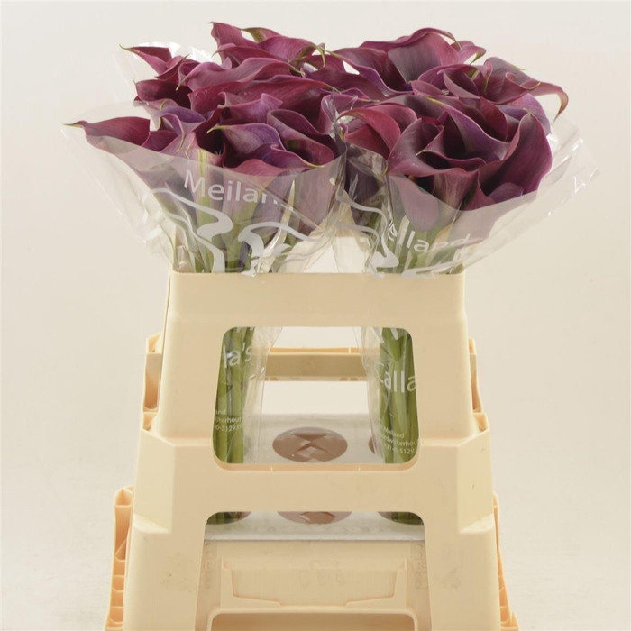 <h4>Calla Promise | XXL</h4>