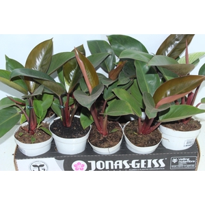 PHILODENDRON RED DIAMOND P12