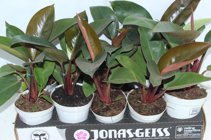 <h4>PHILODENDRON RED DIAMOND P12</h4>