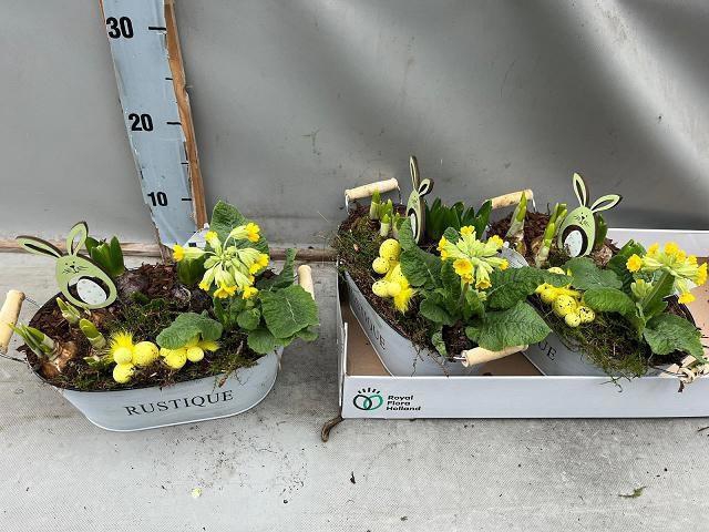 <h4>ARR BOL KNOLGEWAS</h4>