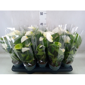 Anthurium  'Karma White'