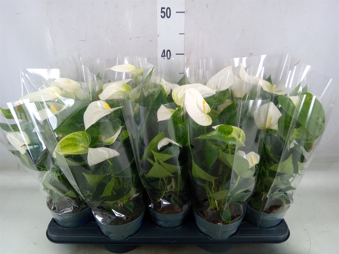 <h4>Anthurium  'Karma White'</h4>