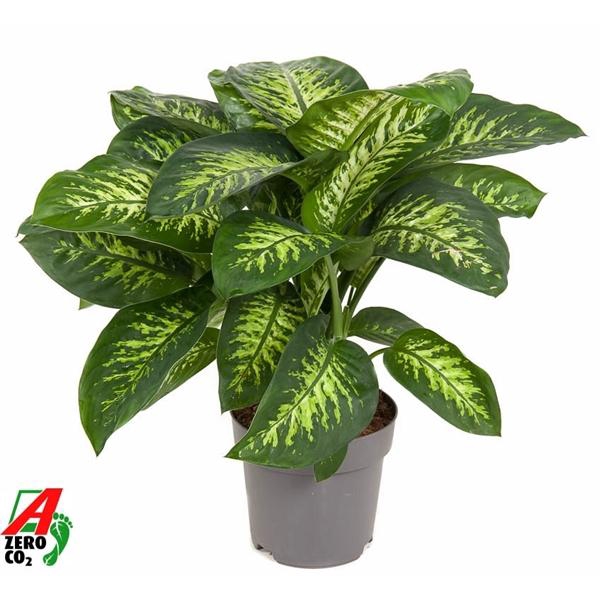 <h4>Dieffenbachia seguine 'Reeva'</h4>