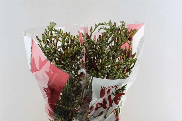 <h4>Fr En Red Passion</h4>