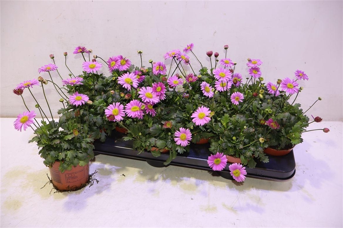 <h4>Brach Fresco Candy</h4>