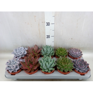 Echeveria   ...mix