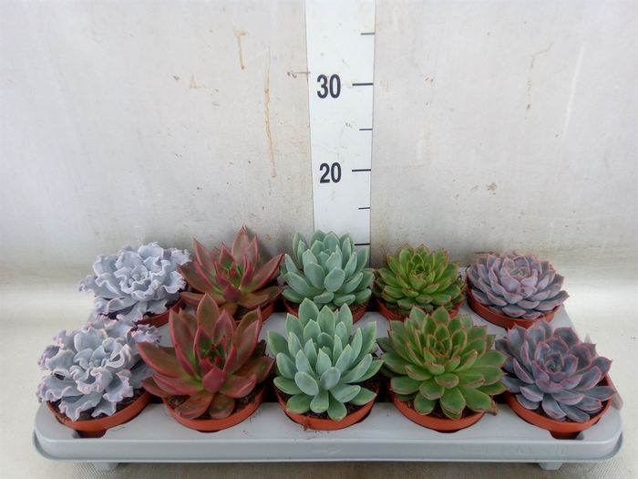 <h4>Echeveria   ...mix</h4>