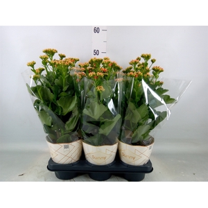 Kalanchoe  'Volcanic Orange'