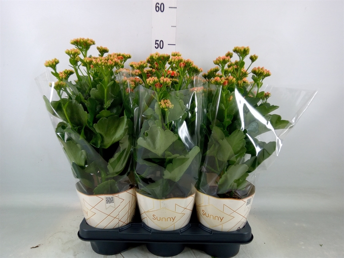 <h4>Kalanchoe  'Volcanic Orange'</h4>