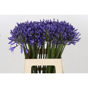 Agapanthus 'Buddy Blue'