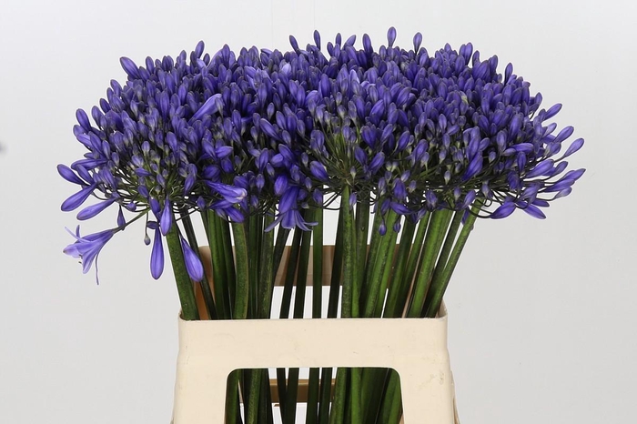 <h4>Agapanthus 'Buddy Blue'</h4>