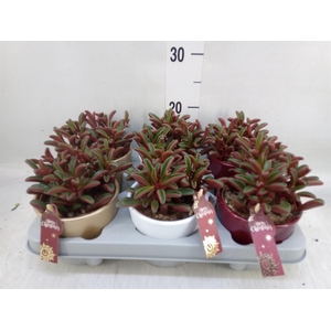 Peperomia graveolens