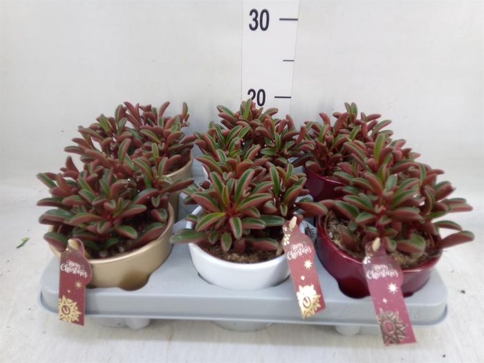 <h4>Peperomia graveolens</h4>