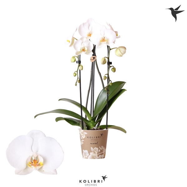 <h4>Kolibri Orchids Cascade Niagara fall Road trip 2spike</h4>