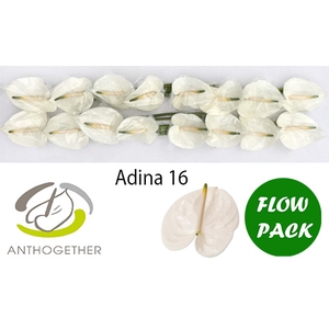 Anthurium Adina