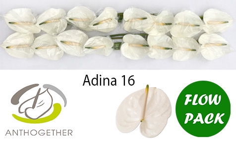 <h4>Anthurium Adina</h4>