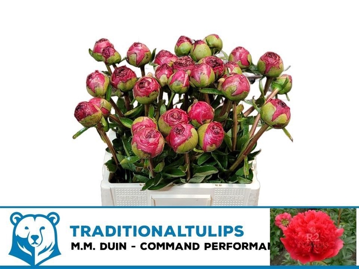 <h4>PAEO COM PERFORMANCE</h4>