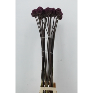 ALLIUM SUMMER DRUMME