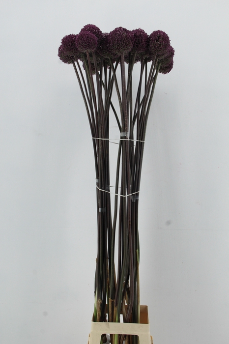 <h4>ALLIUM SUMMER DRUMME</h4>