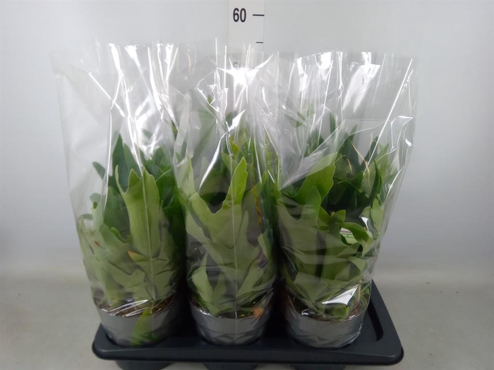 <h4>Platycerium bifurc.</h4>