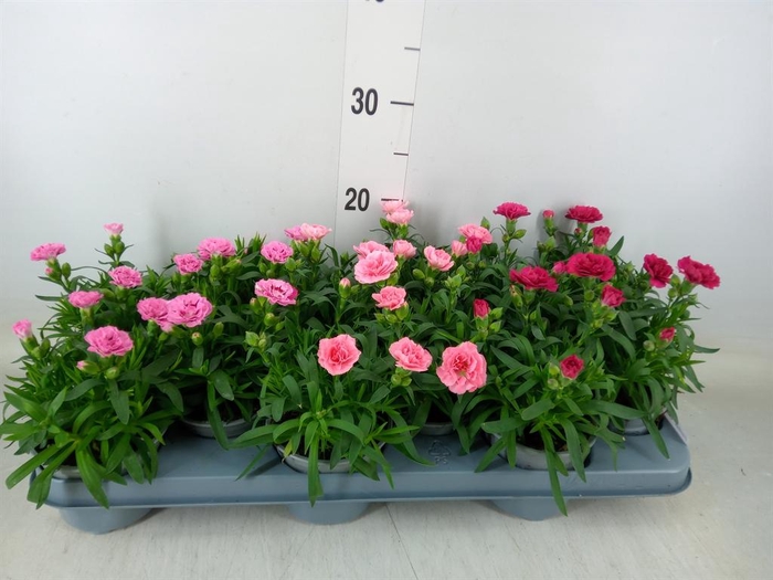 <h4>Dianthus  'Oscar'   ...mix</h4>