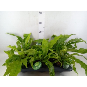 Microsorum musifolium 'Crocodyllus'