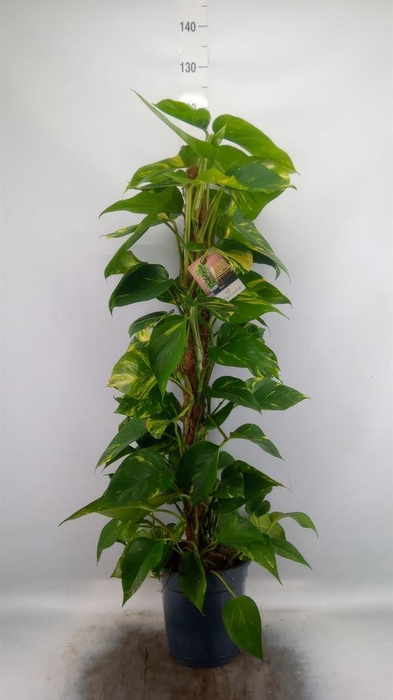 <h4>Epipremnum pinn. ...moss stick</h4>