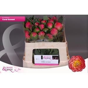 Paeonia Coral Sunset | Heavy Quality