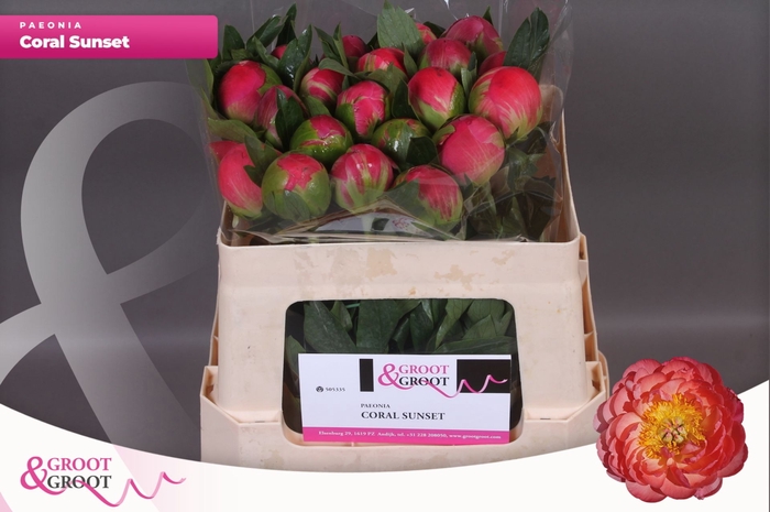 <h4>Paeonia Coral Sunset | Heavy Quality</h4>