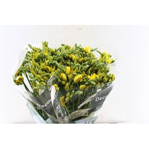 Fr Du Boulevard Yellow