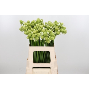 Ornithogalum Saundersiae