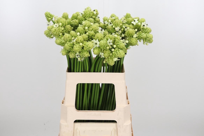 <h4>Ornithogalum Saundersiae</h4>
