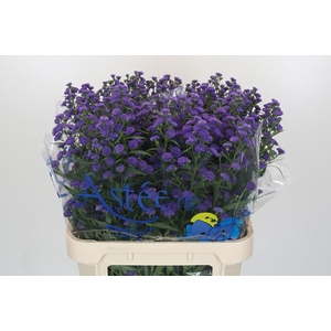 Aster Baby Parade