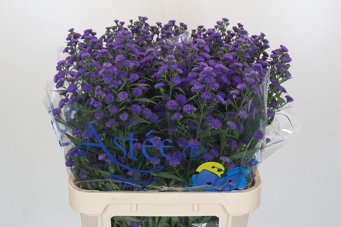 <h4>Aster Baby Parade</h4>