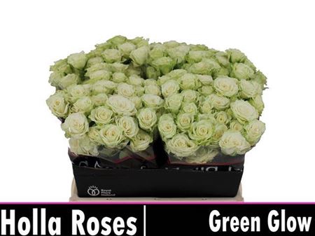 <h4>R Tr Green Glow</h4>