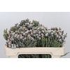 Kaaps Groen Silver Brunia