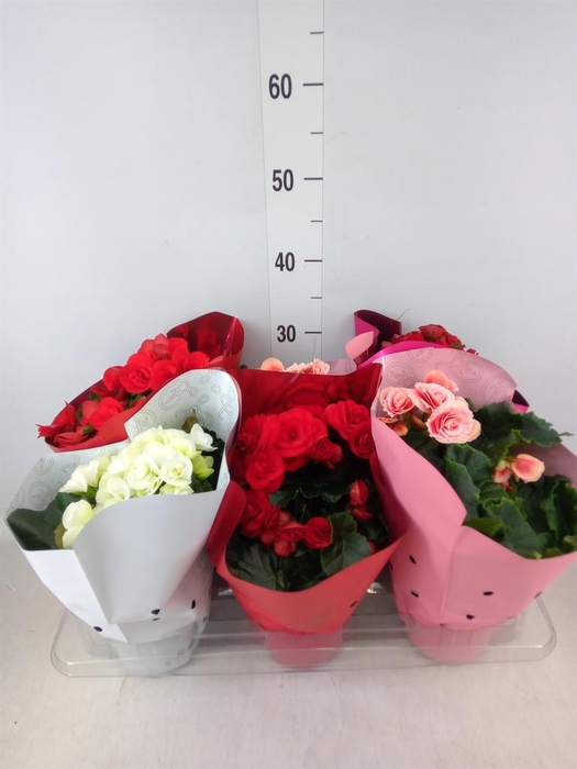 <h4>Begonia elat. DU   ...mix</h4>