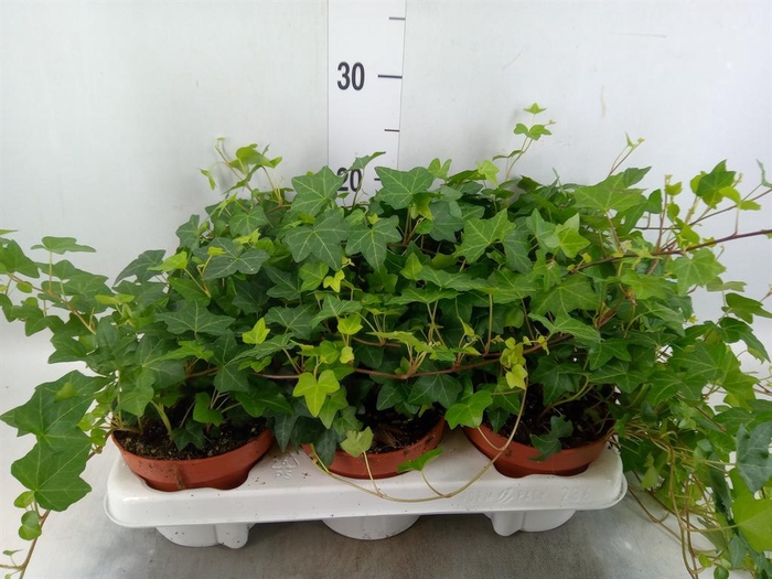 <h4>Hedera helix 'Pittsburgh'</h4>
