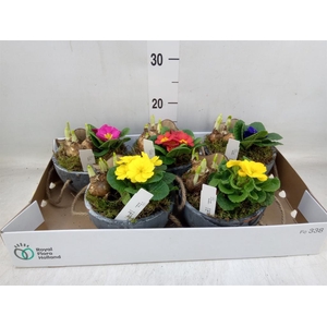 Arr.   Tuinplanten L%