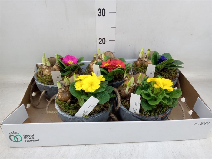 <h4>Arr.   Tuinplanten L%</h4>