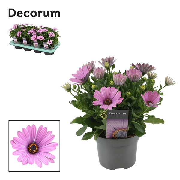 <h4>Osteospermum Cape Daisy Antique Rose</h4>