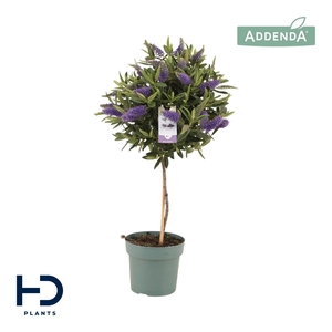 Hebe Addenda Britta p17 bol op stam (ø ca. 35cm)