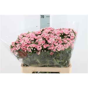 Di Barb Breanthus Lindo Pale Pink