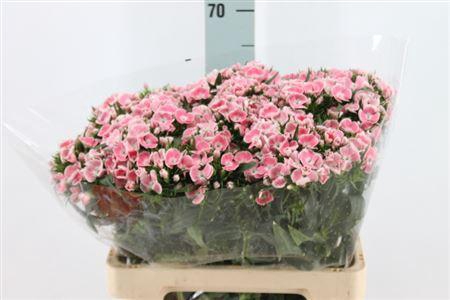 <h4>Di Barb Lindo Licht Roze</h4>